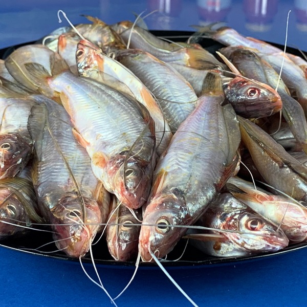 Gulsha Tangra Fish Seed
